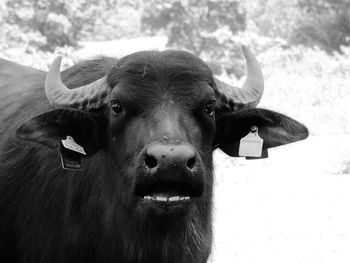 Close-up portrait of cow