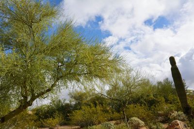 Low angle view of trees against cloudy sky