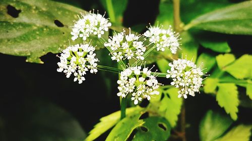 Close-up of white flowering plant