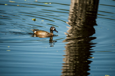 Duck swimming in lake