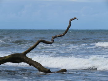Driftwood on beach against sky