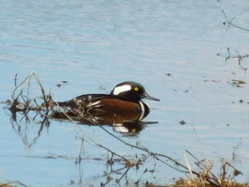 Duck swimming in lake
