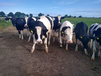 Cows standing on field against sky