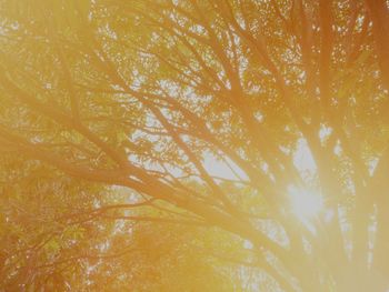 Low angle view of trees against bright sun