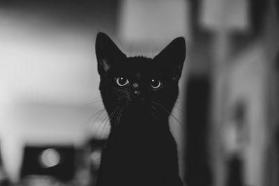 Close-up portrait of black cat