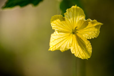 Close-up of yellow flowering plant