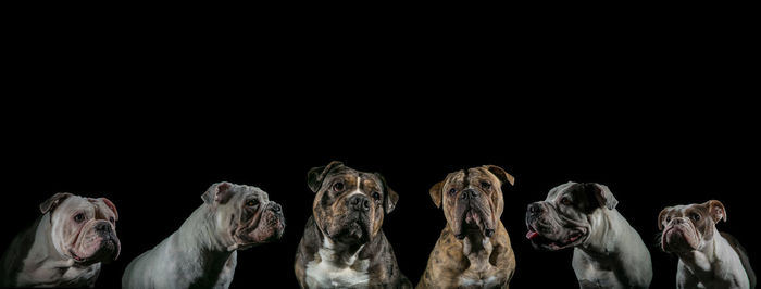 Close-up of a dog over black background