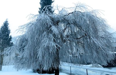 Snow covered bare trees on snow covered landscape