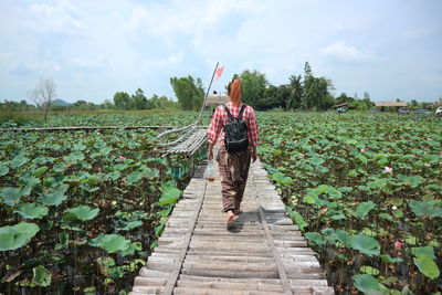 Woman walking on wooden bridge at lotus farm