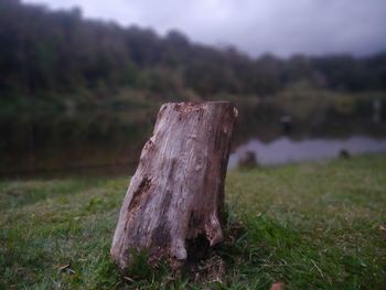 Close-up of tree stump on field