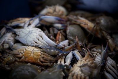 Close-up of fish for sale in market