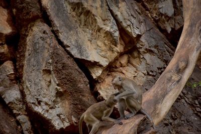 Close-up of lizard in cave