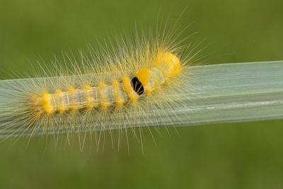 Close-up of yellow caterpillar on leaf