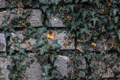 Full frame shot of dry leaves