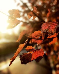 Close-up of autumn leaves on tree against sky