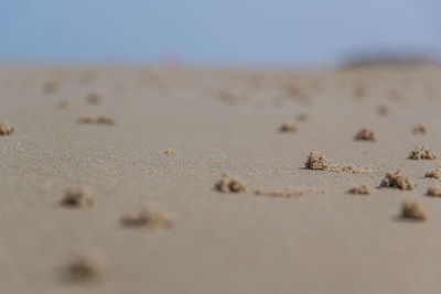 Surface level of sand on beach against sky