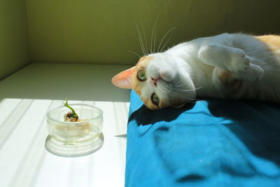 Close-up of a cat lying on bed and watch the potted plant