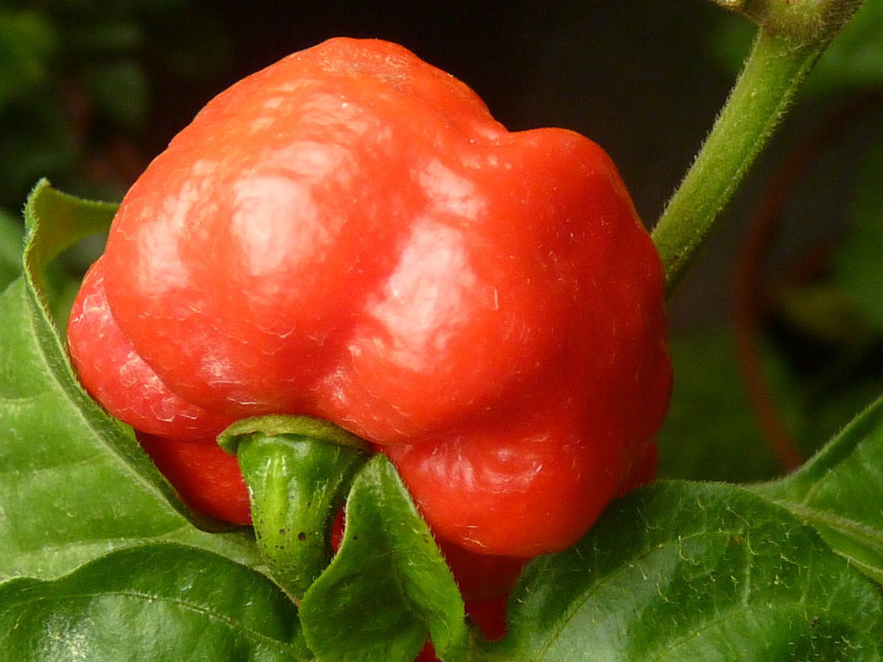 CLOSE-UP OF FRESH RED BERRIES ON LEAF