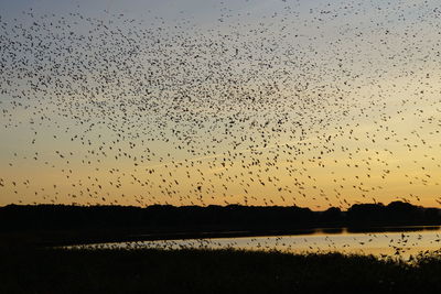 flock