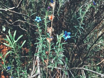 Close-up of plants