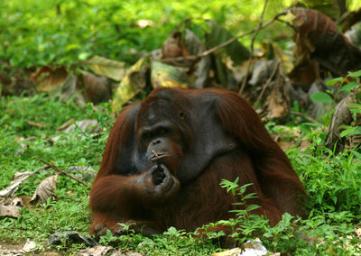 Orangutan relaxing on field