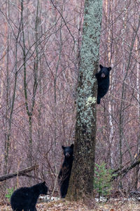 Bears climbing on tree in forest