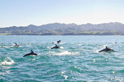 Whales swimming in sea against sky