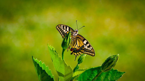 Close-up of butterfly pollinating flower