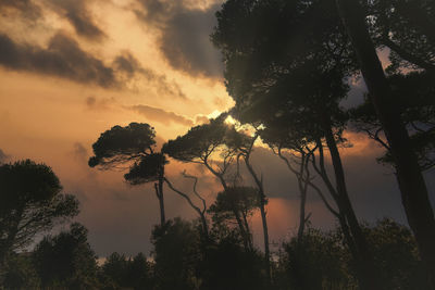 Silhouette trees against sky during sunset