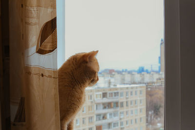 Cat looking through window