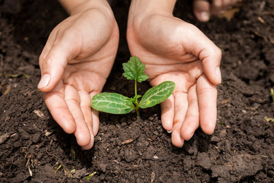 Close-up of woman holding hands in mud