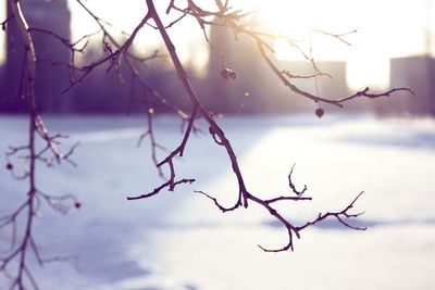 Close-up of bare tree against sky during winter