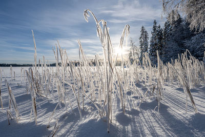 Reeds with hoarfrost by a frozen lake