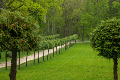 Trees in garden