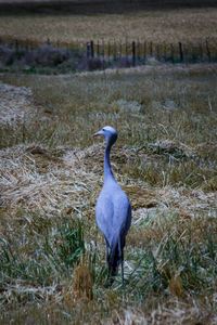 High angle view of gray heron on grass