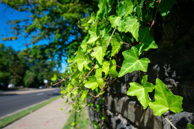 Close-up of fresh green leaves on street in city