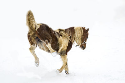 Dog standing on snow covered land