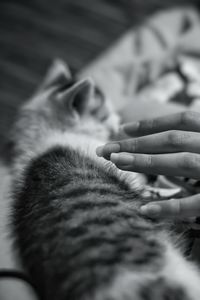 Close-up of hand with cat