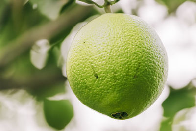 Close-up of fruit on tree