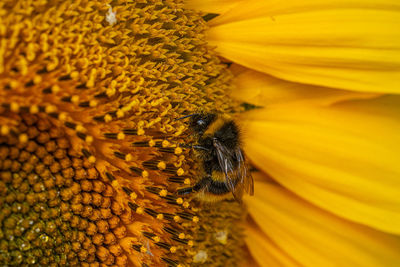 Close-up of bee pollinating on sunflower