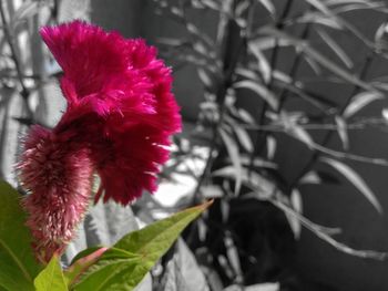 Close-up of pink flowers blooming outdoors