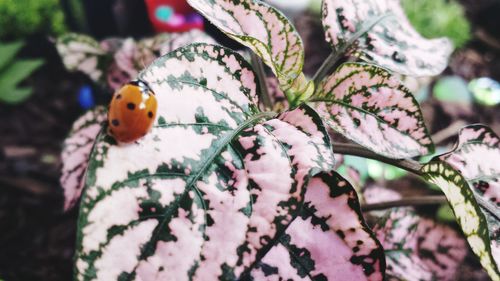 Close-up of plant against blurred background