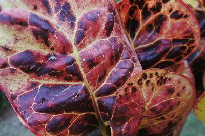 Close-up of dried fruits on plant