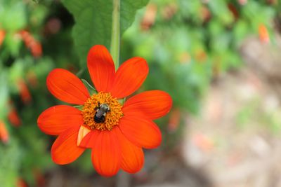 Close-up of bee pollinating on flower