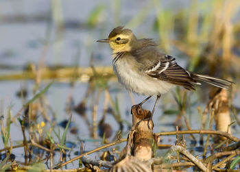 Close-up of bird perching on branch