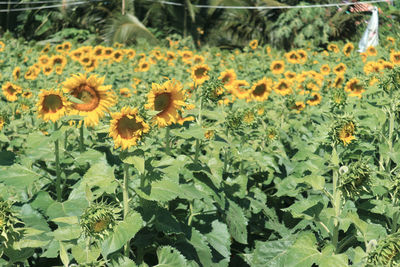 Close-up of yellow flowering plant on field