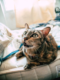 Close-up of a cat looking away