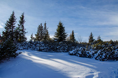 Pine trees casting shadows on untouched snow field