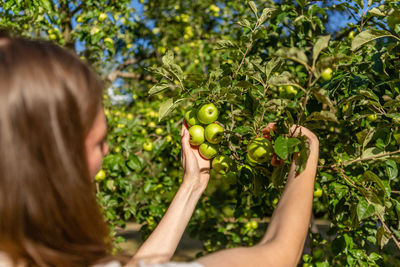 Woman collecting green apples from the tree.