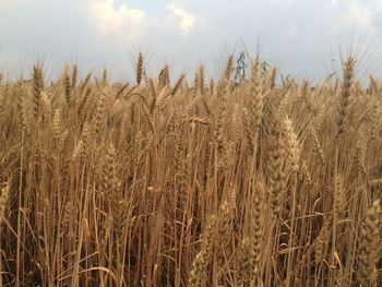 Close-up of wheat field